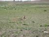 PICTURES/Wind Cave National Park/t_Prairie Dog2.JPG